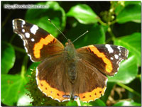 Papillon (août 2006)