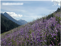 Scuol (Suisse)