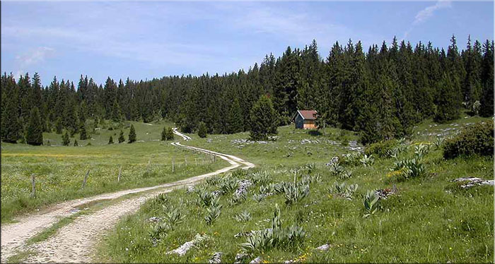 Scierie dans le Doubs en Franche Comté - Calvi Célestin